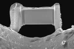 7-ready-for-final-thinning_5485883413_o-1