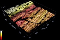 bone-surface_6857217498_o-1