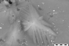 eagle_7050521295_o