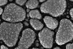 high-resolution-image-of-a-gold-standard_5056360905_o-1