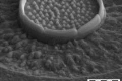 roma3-2_15070198757_o